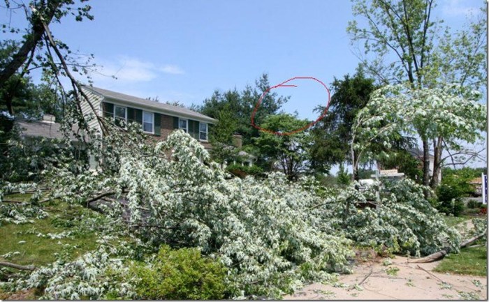 HouseWithBranches2